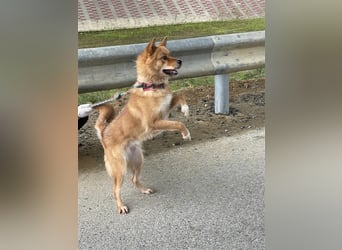 Grey, freundliche und soziale Hündin ca.6J. 15kg sucht ein zu Hause