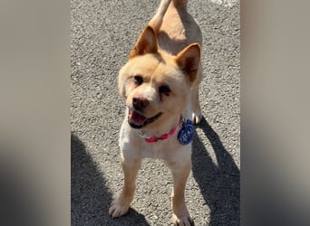 Puchi, tapferer Hundemann