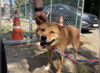 Grey, freundliche und soziale Hündin ca.6J. 15kg sucht ein zu Hause