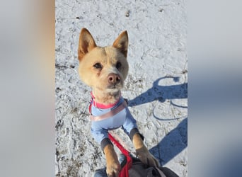 Puchi, tapferer Hundemann