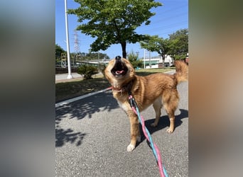 Grey, freundliche und soziale Hündin ca.6J. 15kg sucht ein zu Hause