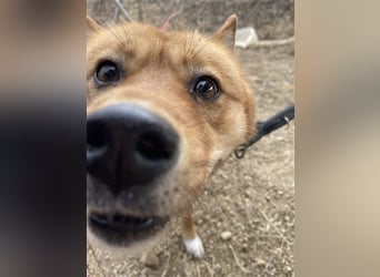 Grey, freundliche und soziale Hündin ca.6J. 15kg sucht ein zu Hause