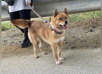 Grey, freundliche und soziale Hündin ca.6J. 15kg sucht ein zu Hause