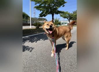 Grey, freundliche und soziale Hündin ca.6J. 15kg sucht ein zu Hause