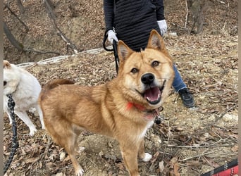 Grey, freundliche und soziale Hündin ca.6J. 15kg sucht ein zu Hause