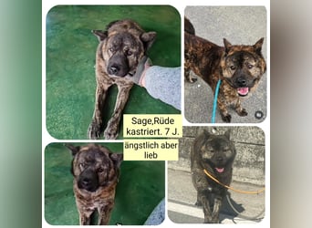 Sage die sanfte Seele