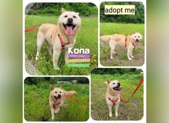 Kona, sanftes Teddymädchen möchte endlich ein Körbchen haben 20kg, 2017 geb., sehr lieb