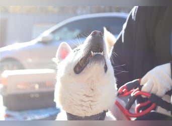 Laia ,sanfte ,wohlerzogene Mischlingsdame,ca.6 Jahre, etwa 20 kg