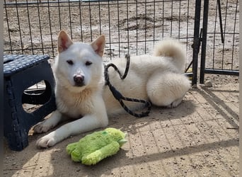 Ella, sanfte Jindo-Mix Hündin sucht geduldige Menschen
