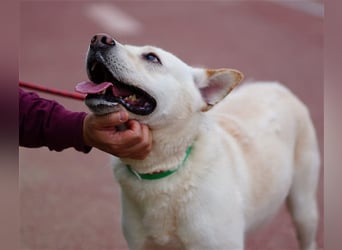 Fido freundlicher, verschmuster Rüde, 5-6 jahre alt ,ca 20 kg,