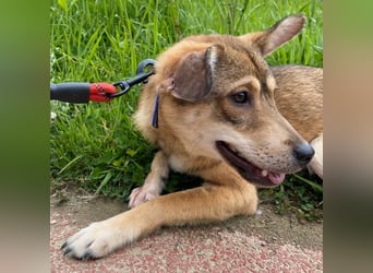 Reeces, etwas schüchtern, aber sehr lieb