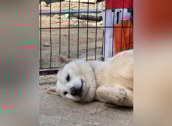 Ella, sanfte Jindo-Mix Hündin sucht geduldige Menschen