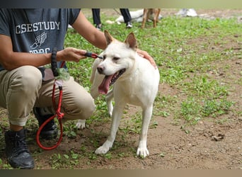 Fido freundlicher, verschmuster Rüde, 5-6 jahre alt ,ca 20 kg,