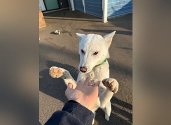 Cheong-A, kleine Überlebenskünstlerin