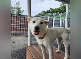 Zenne, ein Wirbelwind