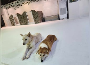 Soonsim, freundliche, bezaubernde Hündin