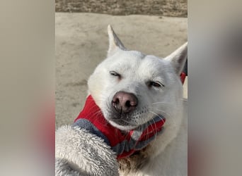 Laia ,sanfte ,wohlerzogene Mischlingsdame,ca.6 Jahre, etwa 20 kg