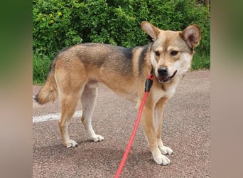 Reeces, etwas schüchtern, aber sehr lieb