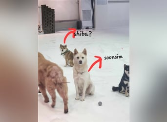 Soonsim, freundliche, bezaubernde Hündin