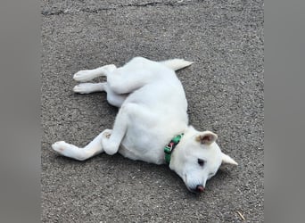 Cheong-A, kleine Überlebenskünstlerin