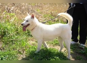 Laia ,sanfte ,wohlerzogene Mischlingsdame,ca.6 Jahre, etwa 20 kg