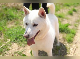 Laia ,sanfte ,wohlerzogene Mischlingsdame,ca.6 Jahre, etwa 20 kg