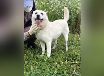 Laia ,sanfte ,wohlerzogene Mischlingsdame,ca.6 Jahre, etwa 20 kg