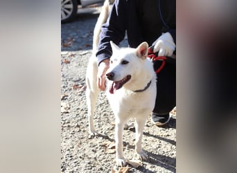 Laia ,sanfte ,wohlerzogene Mischlingsdame,ca.6 Jahre, etwa 20 kg