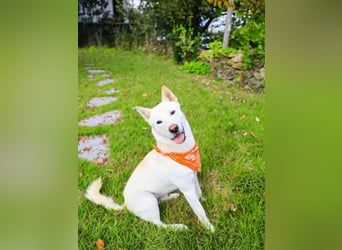 Jirisan, sucht ein Herz und ein Zuhause für immer