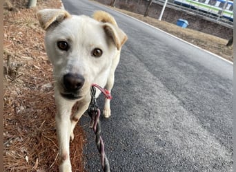 Dorie, ein toller Familienhund