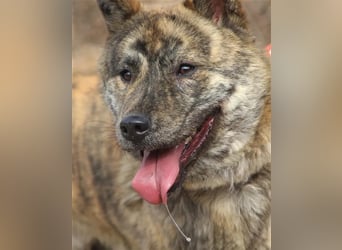 Salem, kastr.Rüde 2019 geb. sucht aktive Familie für große Abenteuer und Kuscheleinheiten