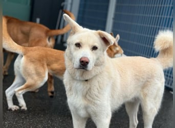 Matthew, sanfter Beobachter sucht ruhiges Herzenszuhause