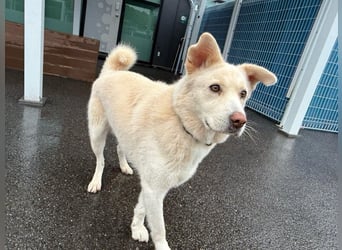 Matthew, sanfter Beobachter sucht ruhiges Herzenszuhause