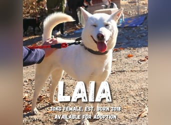 Laia ,sanfte ,wohlerzogene Mischlingsdame,ca.6 Jahre, etwa 20 kg