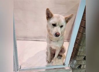 Soonsim, freundliche, bezaubernde Hündin