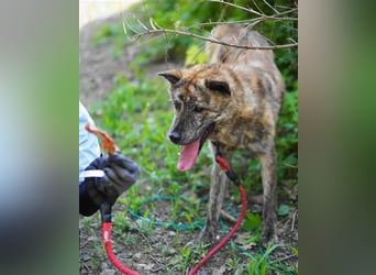 Salem, kastr.Rüde 2019 geb. sucht aktive Familie für große Abenteuer und Kuscheleinheiten