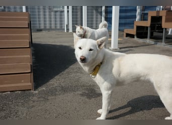 Zenne, ein Wirbelwind