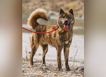 Salem, kastr.Rüde 2019 geb. sucht aktive Familie für große Abenteuer und Kuscheleinheiten