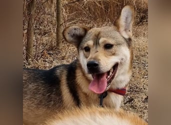 Reeces, etwas schüchtern, aber sehr lieb