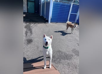 Cheong-A, kleine Überlebenskünstlerin