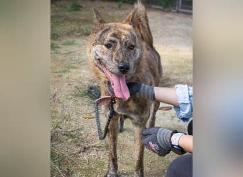 Salem, kastr.Rüde 2019 geb. sucht aktive Familie für große Abenteuer und Kuscheleinheiten