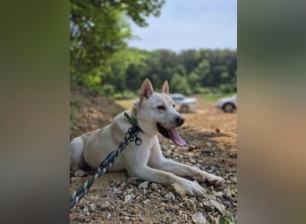 Solar, ruhiges, aktives Hundemädchen