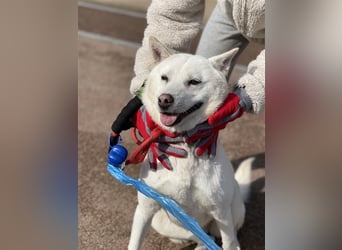 Laia ,sanfte ,wohlerzogene Mischlingsdame,ca.6 Jahre, etwa 20 kg