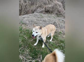 Bagel, sanfter Jindo-Mix sucht ein liebevolles Zuhause