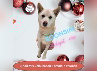 Soonsim, freundliche, bezaubernde Hündin