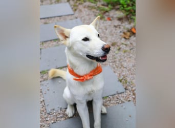 Jirisan, sucht ein Herz und ein Zuhause für immer