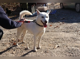 Laia ,sanfte ,wohlerzogene Mischlingsdame,ca.6 Jahre, etwa 20 kg