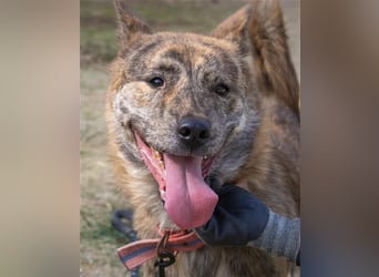 Salem, kastr.Rüde 2019 geb. sucht aktive Familie für große Abenteuer und Kuscheleinheiten