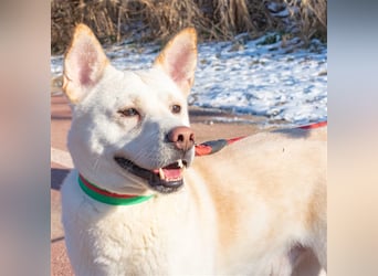 Fido freundlicher, verschmuster Rüde, 5-6 jahre alt ,ca 20 kg,