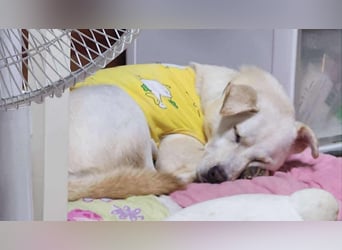 Dorie, ein toller Familienhund